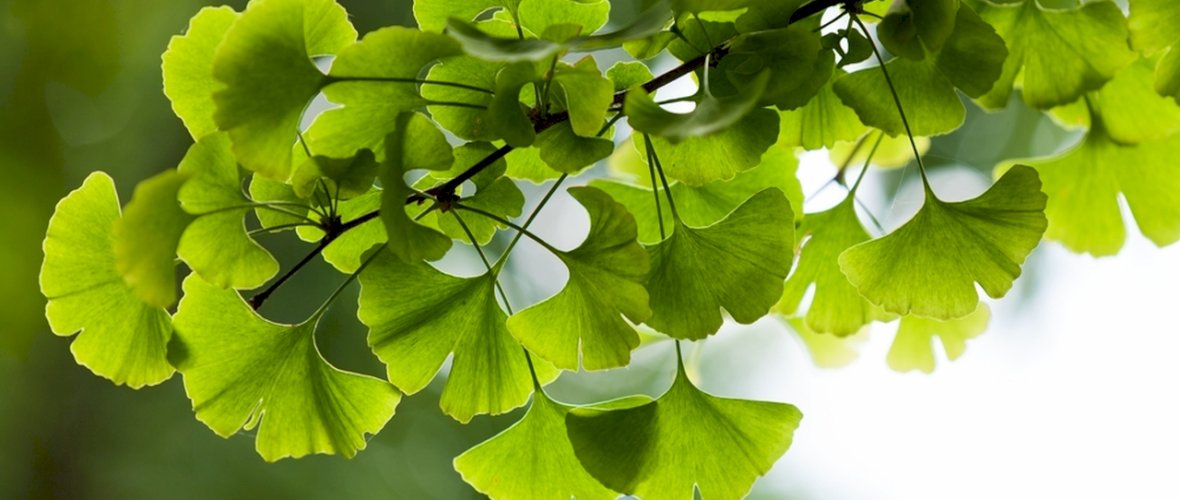 Ginkgo biloba