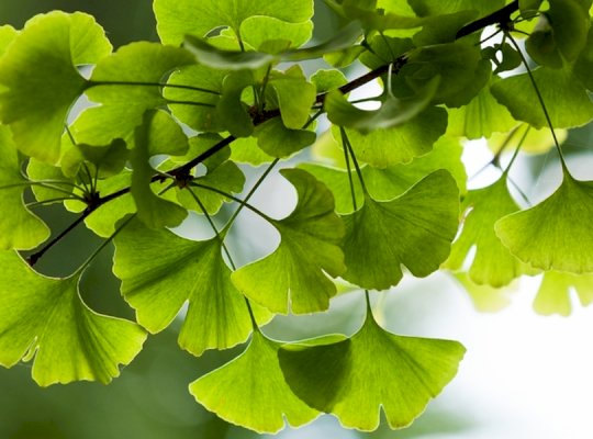 Ginkgo biloba